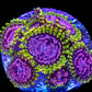 Purple Monster Zoa 3+ Heads