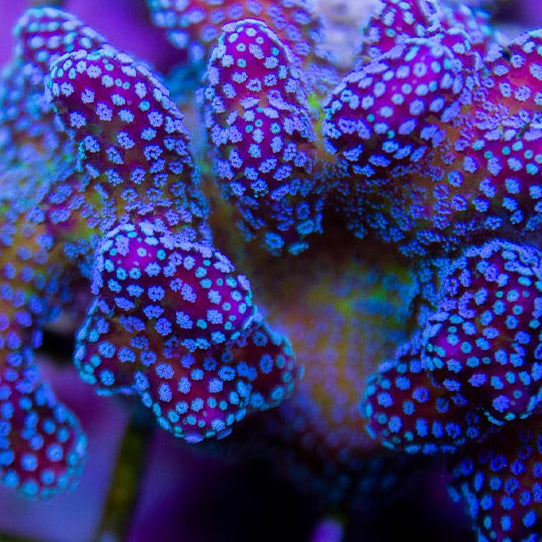 Glitter/Rainbow Stylo