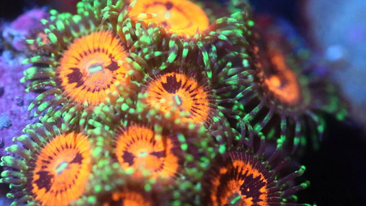 Rainbow Incinerator Zoa 3+ Heads