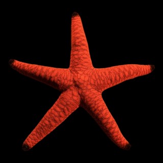 Red Fromia Starfish (INVERT)