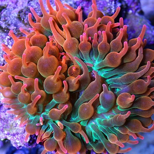 Rose Bubble Tip Anemone (Single)