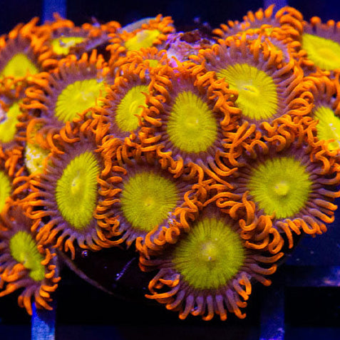 Manderin Zoa 3+ Heads
