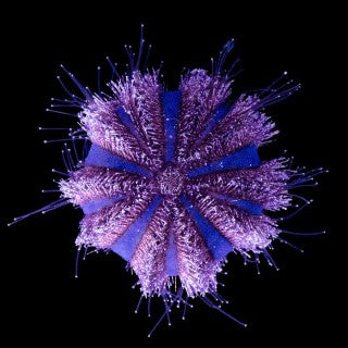 Pincushion Tuxedo Urchin (INVERT)