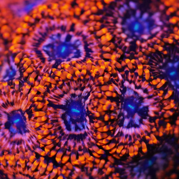 Utter Choas Zoa 3+ Heads