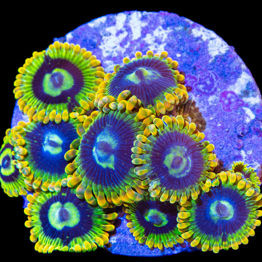 Yoda Zoa 3+ Heads