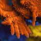 Orange Setosa Montipora