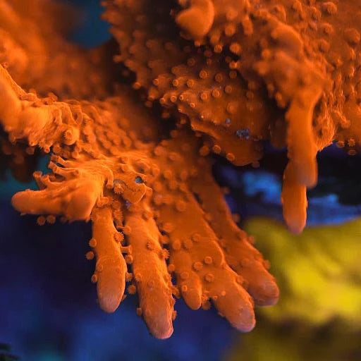 Orange Setosa Montipora