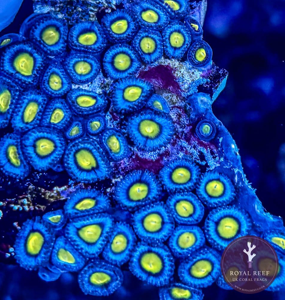 AOI Zoa 3+ Heads - Royal Reef