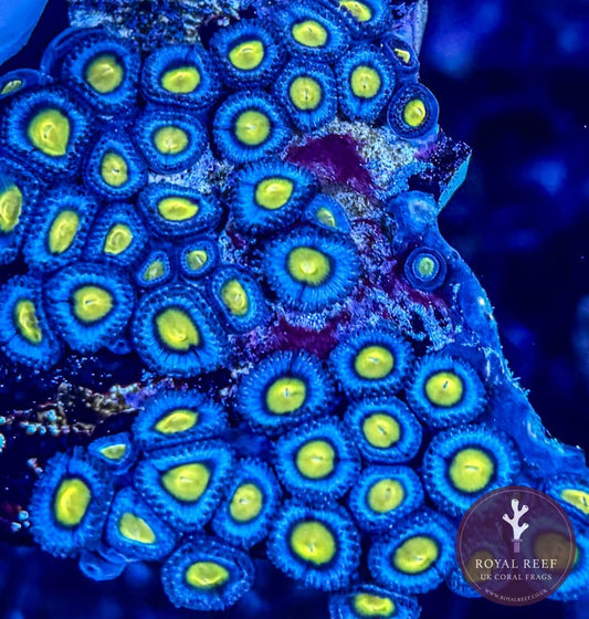 AOI Zoa 3+ Heads - Royal Reef