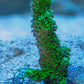 Bali Slimer Acropora - Royal Reef