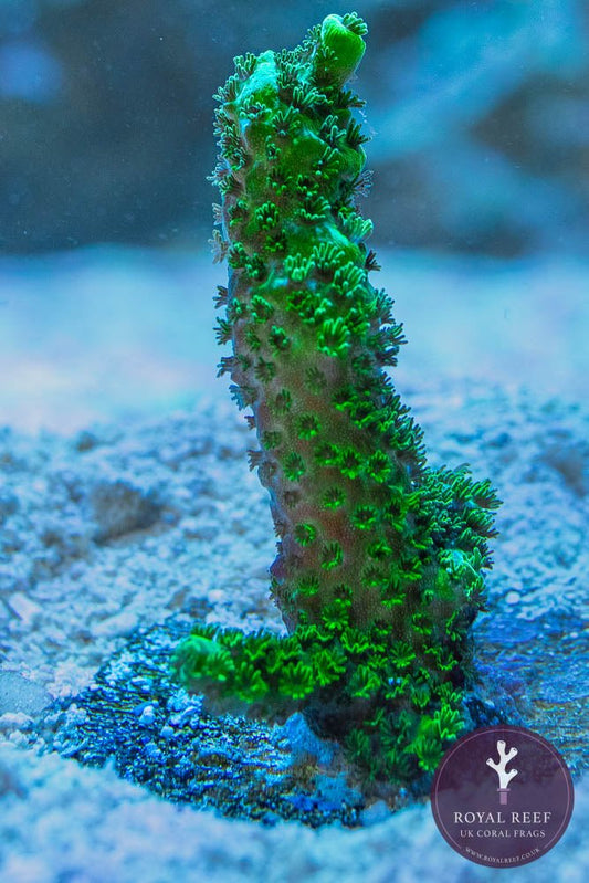 Bali Slimer Acropora - Royal Reef