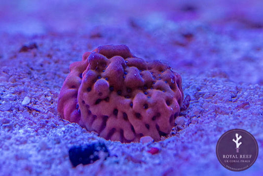 Beach Bum Palawensis Montipora - Royal Reef