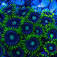 Blueberry Pie Zoa 3+ Heads - Royal Reef