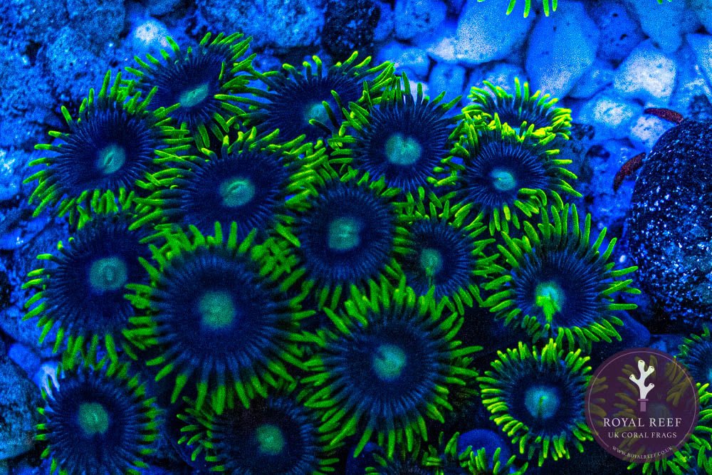 Blueberry Pie Zoa 3+ Heads - Royal Reef