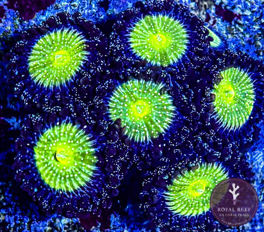 Candy Apple Zoa 3+ Heads - Royal Reef