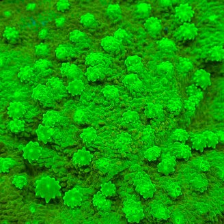 Kryptonite Cyphastrea