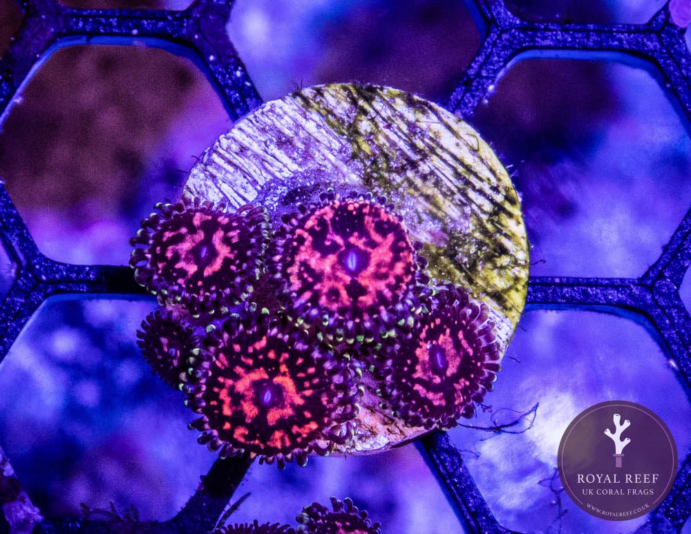 Date Nights Zoa 3+ Heads - Royal Reef