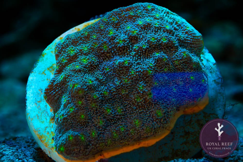 Echinopora Lamellos (Mint Green) - Royal Reef