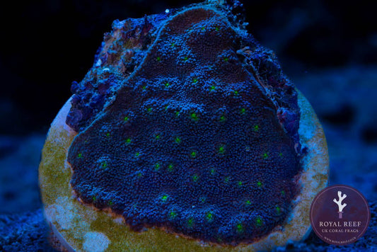 Echinopora Lamellos (Mint Green) - Royal Reef