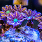 Fire Cracker Clove Polyp - Royal Reef