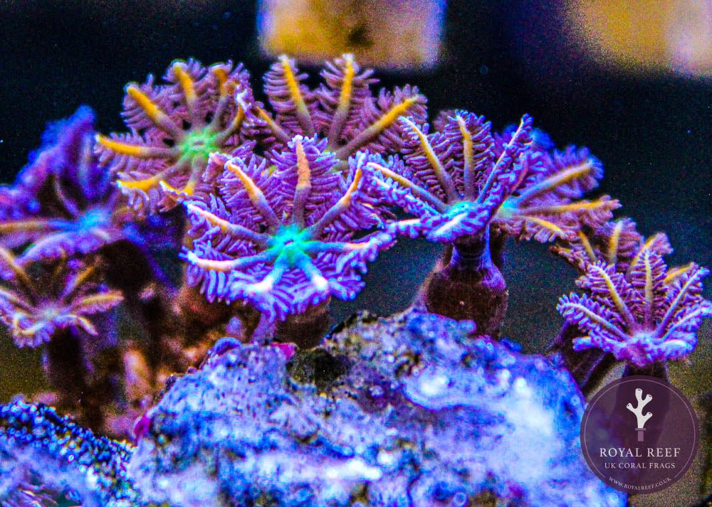 Fire Cracker Clove Polyp - Royal Reef