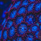 Fire & Ice Zoa 3+ Heads - Royal Reef