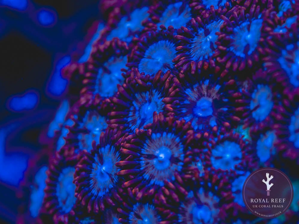 Fire & Ice Zoa 3+ Heads - Royal Reef