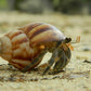 Algae Hermit Crabs (INVERT)
