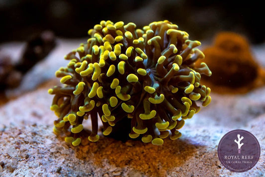 Gold Branching Hammer - Royal Reef