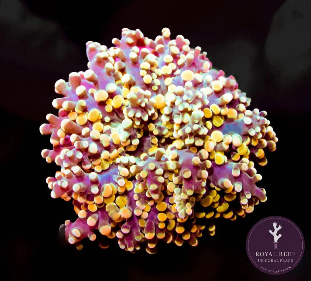 Frogspawn Colour Gold Indo Branching Octo Frogspawn – Royal Reef