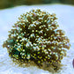 Gold Indo Octo Frogspawn - Royal Reef