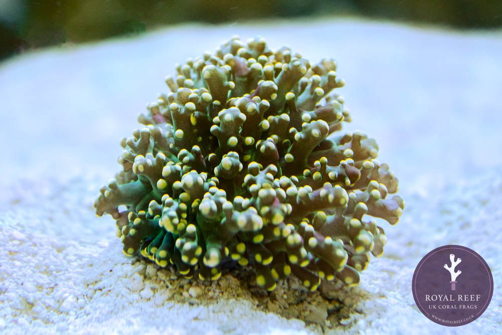 Gold Indo Octo Frogspawn - Royal Reef