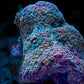 Goniopora (Multicolour) - Royal Reef