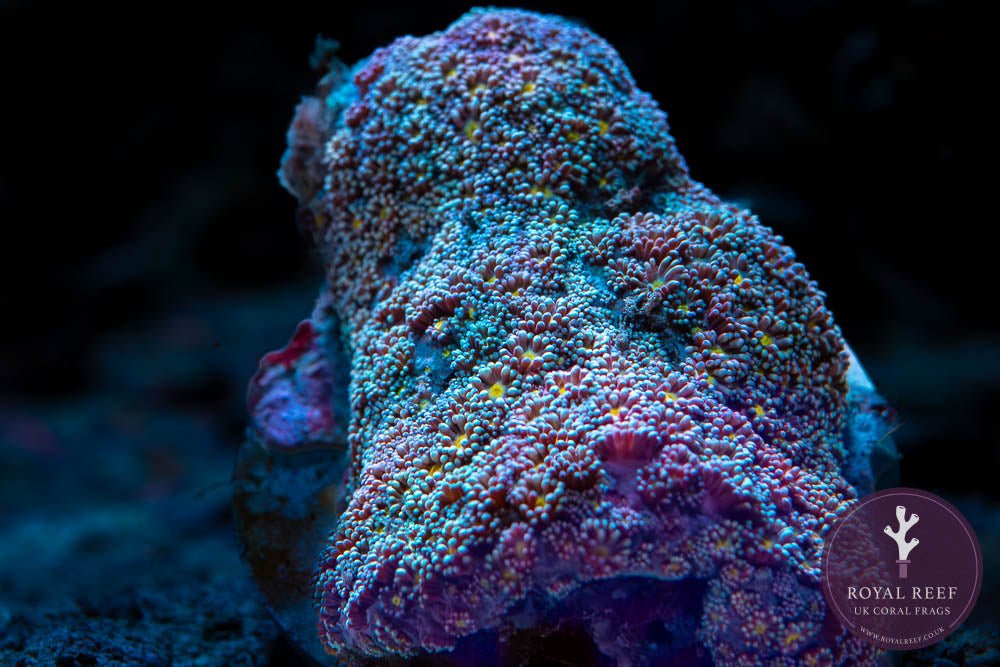 Goniopora (Multicolour) - Royal Reef