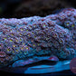 Goniopora (Multicolour) - Royal Reef