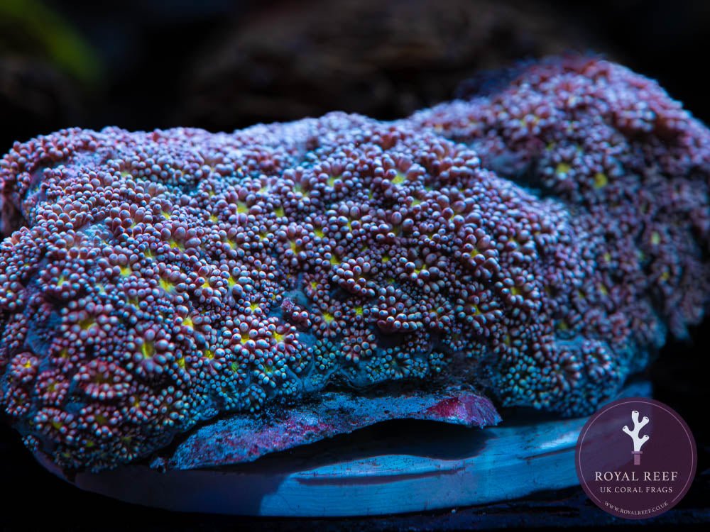 Goniopora (Multicolour) - Royal Reef