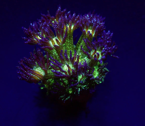 Goniopora coral frag with blue and green glitter polyps under aquarium lighting