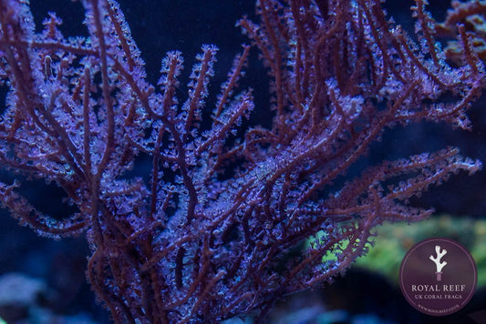 Gorgonian Coral 2 - 3cm Frag - Royal Reef