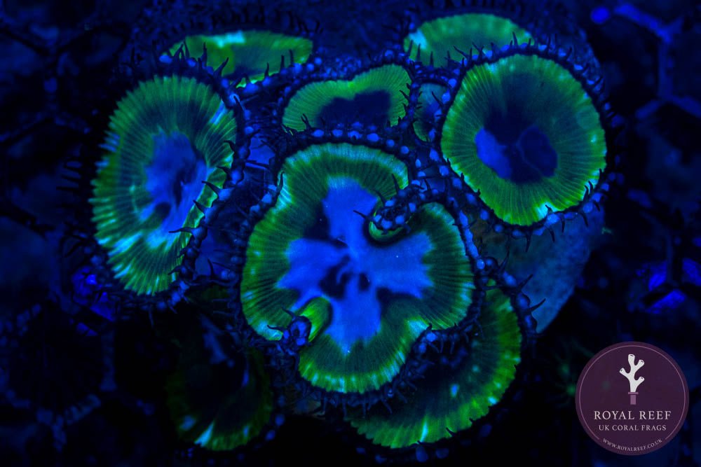 Grandis Paly Zoa 3+ Heads - Royal Reef