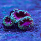 Green Blasto Red - Centre (Single Head) - Royal Reef