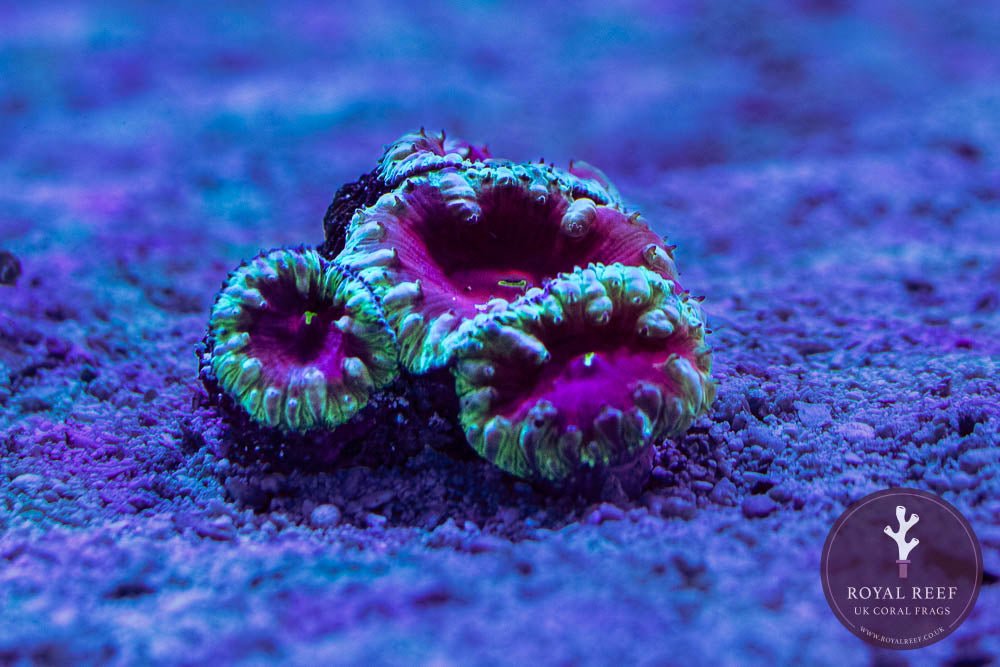 Green Blasto Red - Centre (Single Head) - Royal Reef