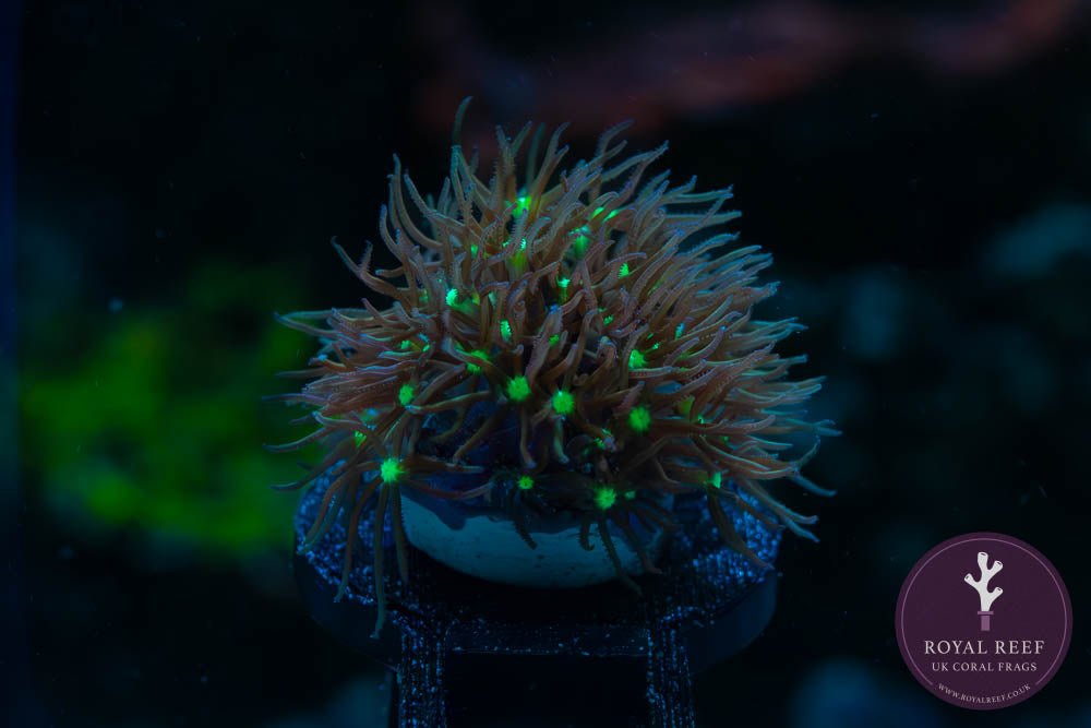 Green Center Star Polyp - Royal Reef