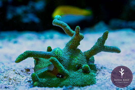 Green Digiata Montipora - Royal Reef