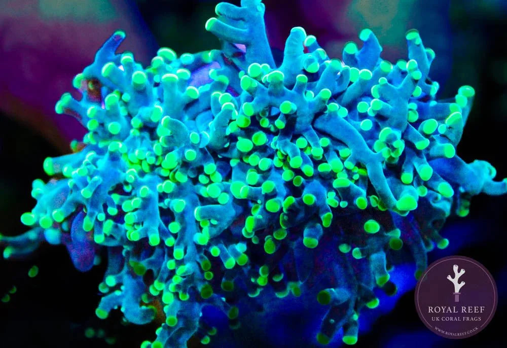 Frogspawn Colour Green Branching Frogspawn – Royal Reef