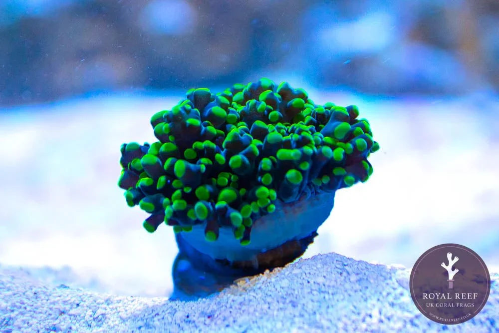 Lup Rref Company Green Branching Frogspawn – Royal Reef