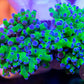 Green Frogspawn Purple Tip - Royal Reef