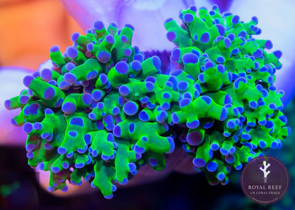 Green Frogspawn Purple Tip - Royal Reef