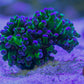 Green Frogspawn Purple Tip - Royal Reef