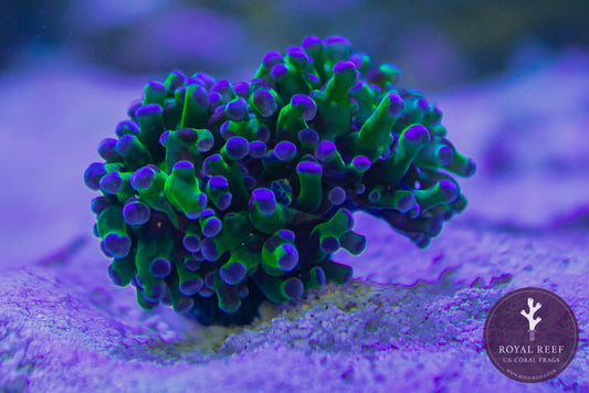 Green Frogspawn Purple Tip - Royal Reef