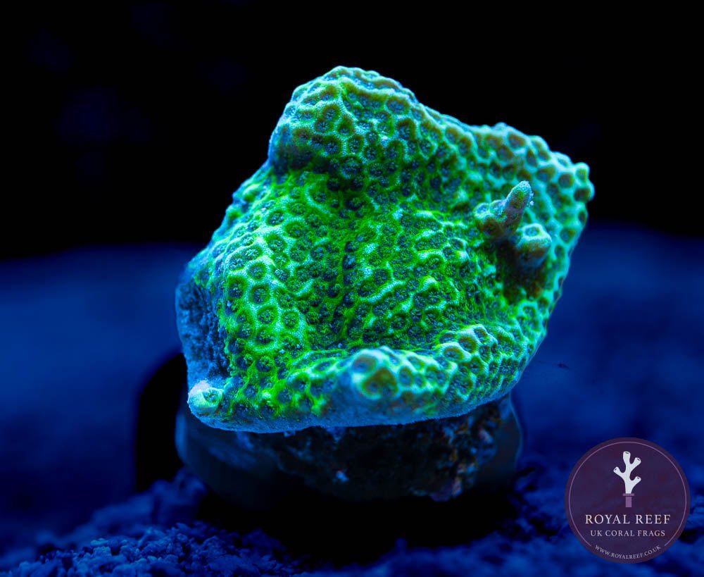 Green Plating Montipora - Royal Reef